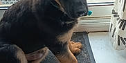 Asko a rejoint le concours — aidez-le/la à gagner de superbes lots ! puppy, dog, german_shepherd, black_mat, door, glass, curious, ears, floor_tile, indoors, pet, young_dog, sitting, animal, domestic, cute, looking_up, fur, paws, home