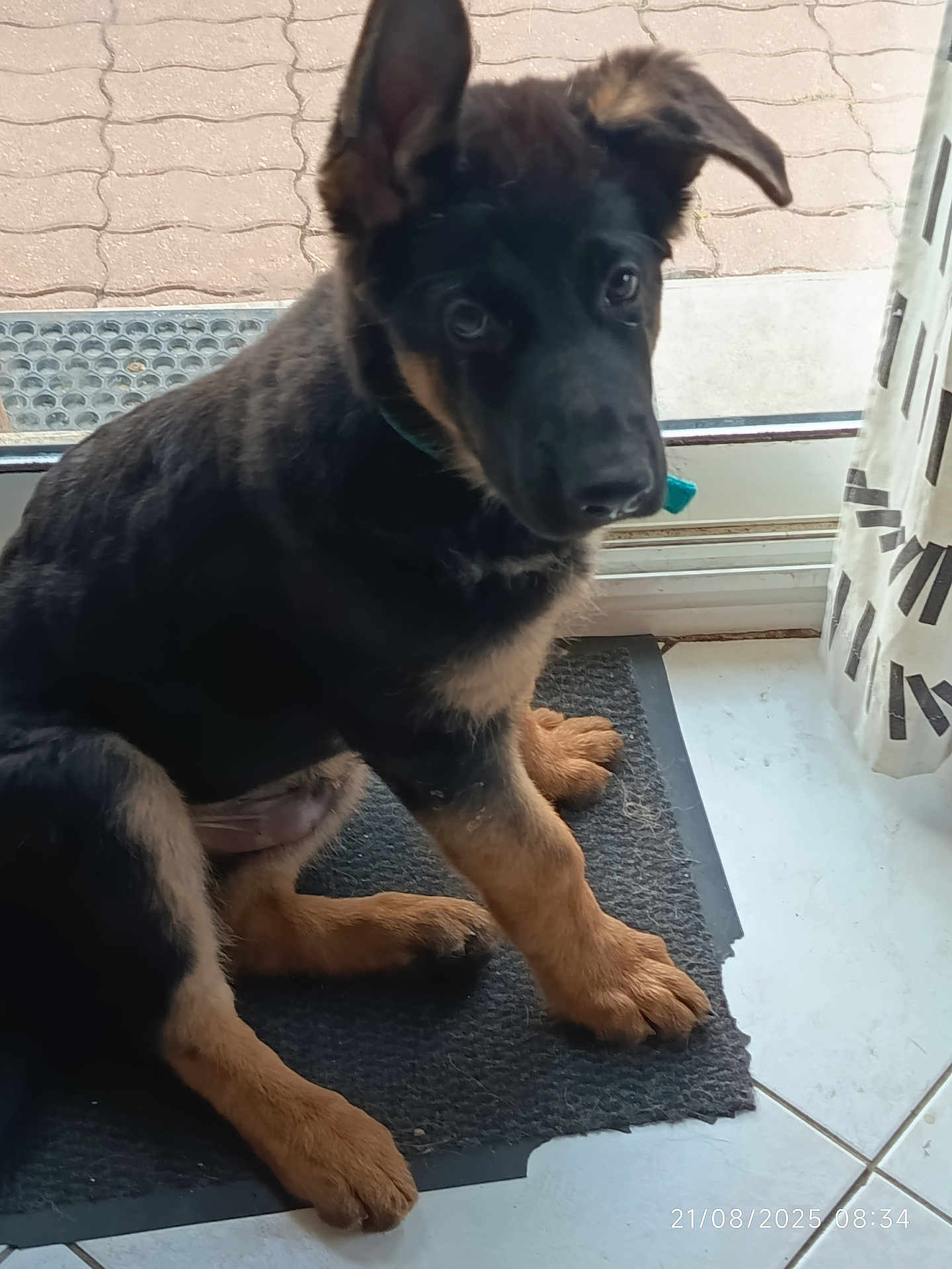 Asko