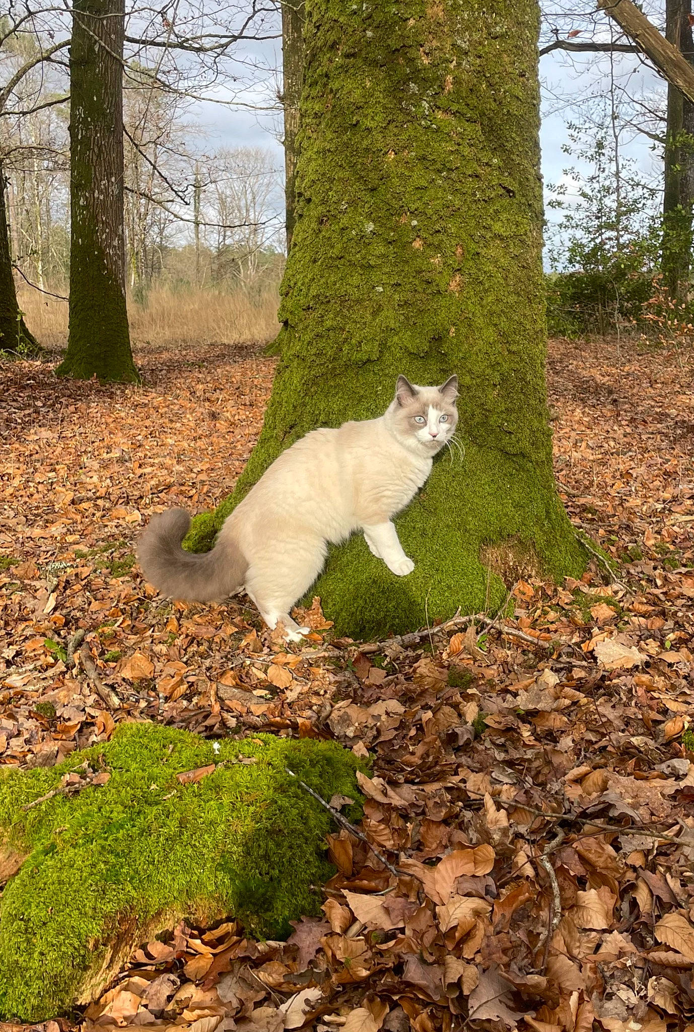 Yuki participe au concours pour gagner de l'argent avec cette photo : carnivore, cat, deciduous, fawn, felidae, forest, grass, groundcover, landscape, natural_landscape, plant, sky, small_to_medium_sized_cats, snout, tail, tree, trunk, whiskers, wood, woody_plant