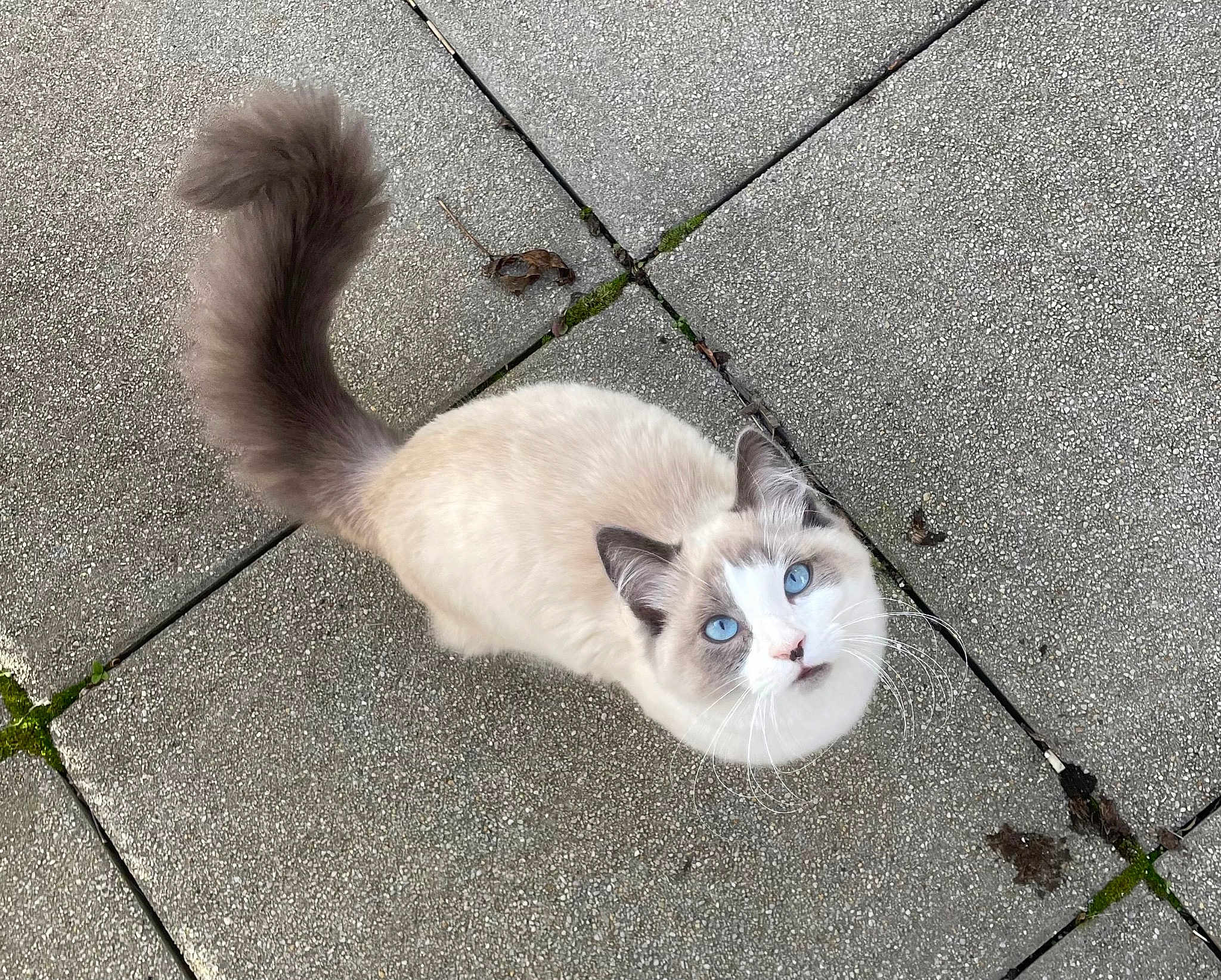 Yuki