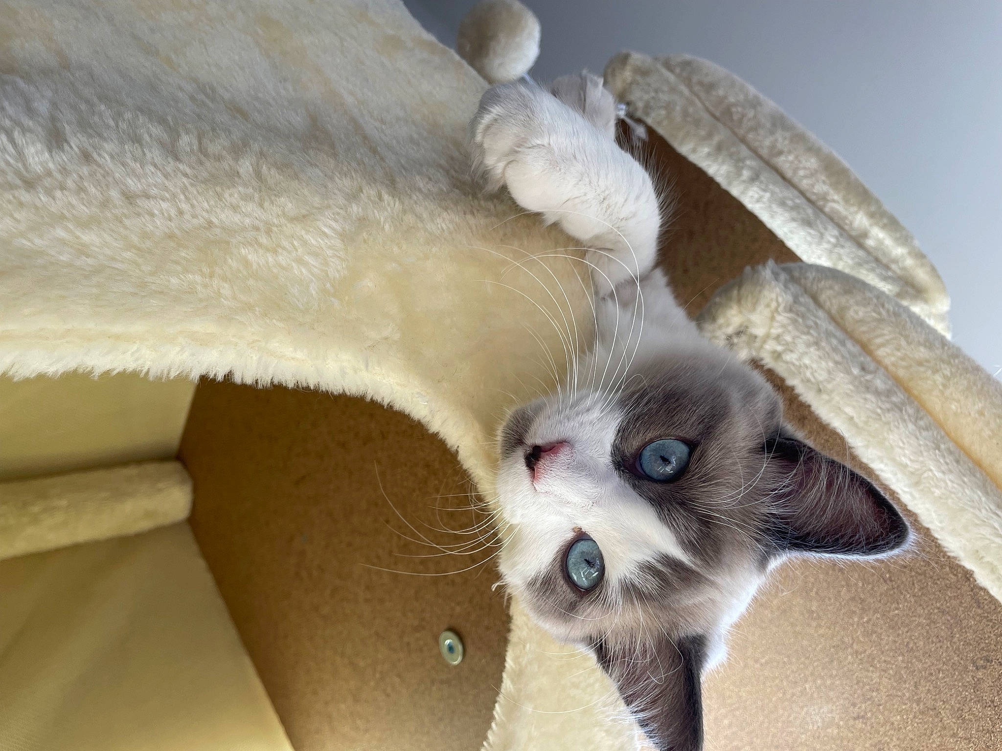 Yuki a rejoint le concours — aidez-le/la à gagner de superbes lots ! balinese, canidae, carnivore, cat, claw, comfort, companion_dog, dog_breed, domestic_short_haired_cat, fawn, felidae, fur, paw, photo_caption, small_to_medium_sized_cats, snout, tail, thai, whiskers