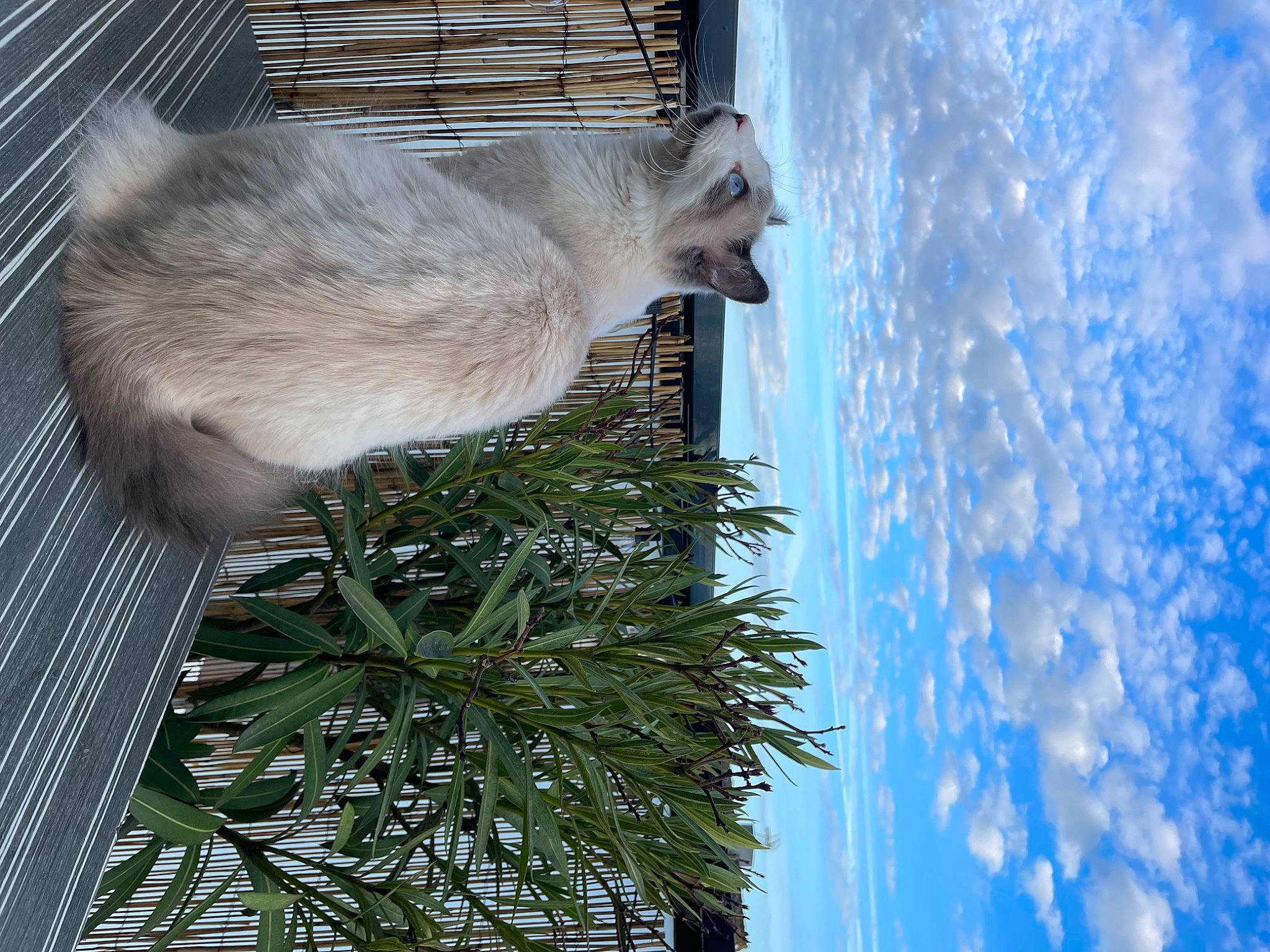 Yuki participe au concours pour gagner de l'argent avec cette photo : animal_shelter, cloud, electric_blue, fawn, felidae, fur, marsupial, plant, rodent, sky, small_to_medium_sized_cats, snout, tail, tree, twig, water, whiskers, window, winter, wood