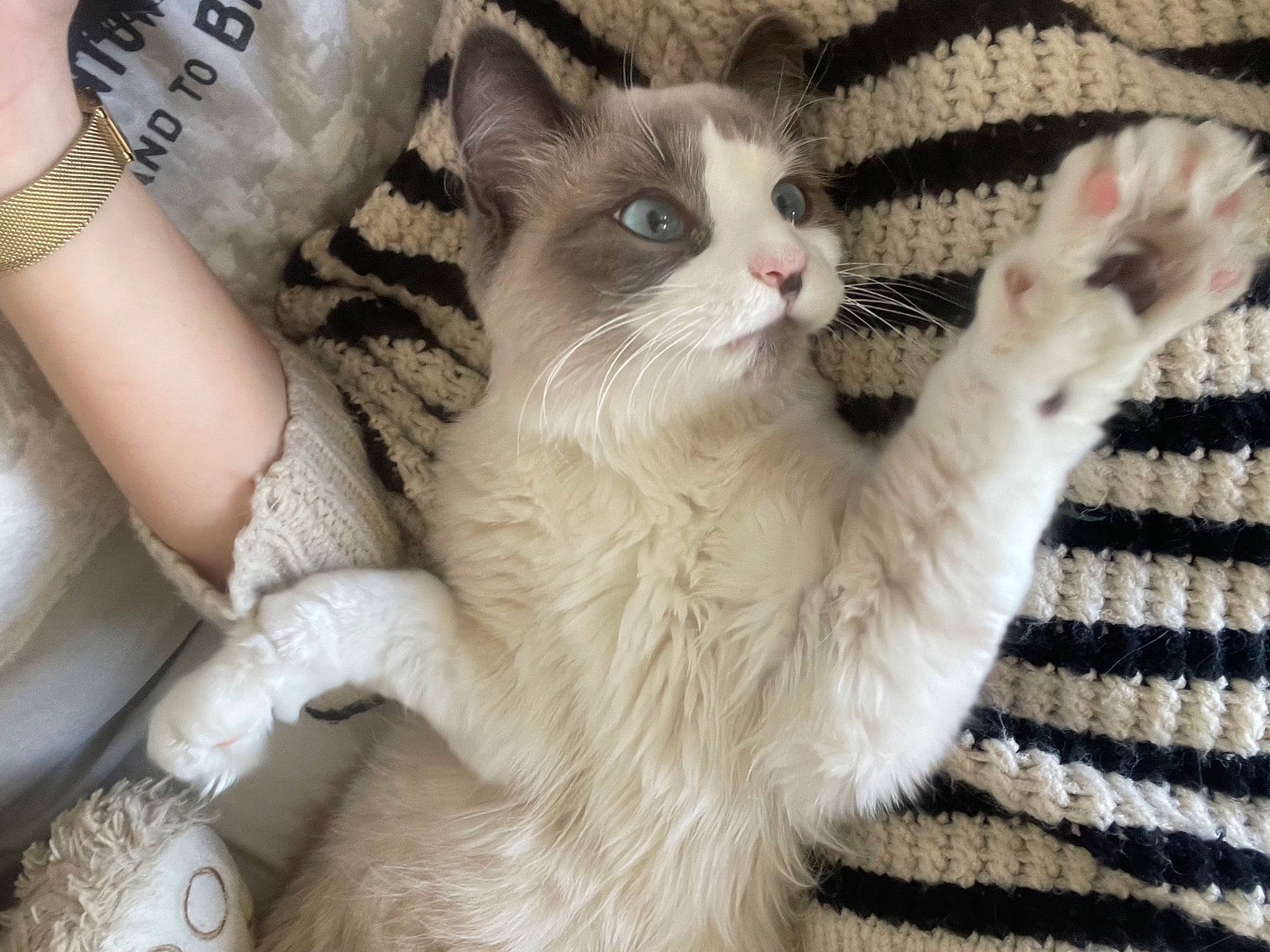 Yuki participe au concours pour gagner de l'argent avec cette photo : carnivore, cat, claw, comfort, domestic_short_haired_cat, fawn, felidae, fur, paw, small_to_medium_sized_cats, tail, whiskers, woven_fabric