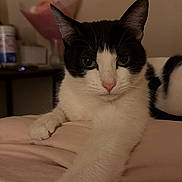 Gigi is registered to the contest to win money with this photo: cat, black_and_white, pet, animal, indoor, bed, blanket, stretching, paw, feline, relaxed, cozy, fur, whiskers, nose, ears, domestic, resting, soft, closeup