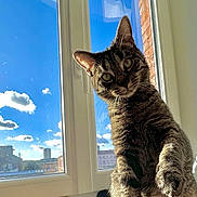 Bilou participe au concours pour gagner de l'argent avec cette photo : cat, tabby, pet, animal, indoor, windowsill, sunlight, blue_sky, clouds, curious, feline, whiskers, paw, playful, domestic, window, daylight, brick_wall, house, closeup