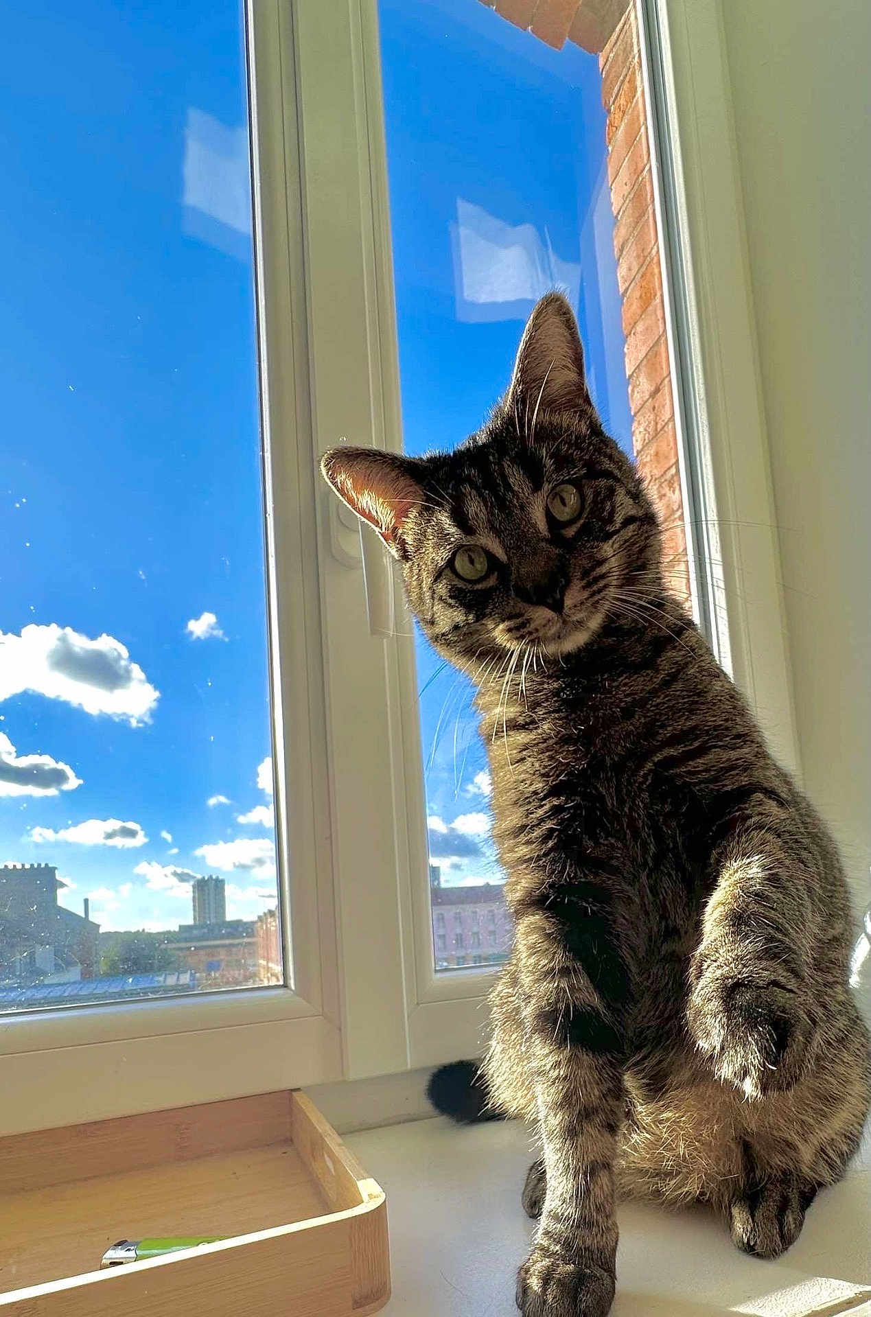Bilou participe au concours pour gagner de l'argent avec cette photo : cat, tabby, pet, animal, indoor, windowsill, sunlight, blue_sky, clouds, curious, feline, whiskers, paw, playful, domestic, window, daylight, brick_wall, house, closeup
