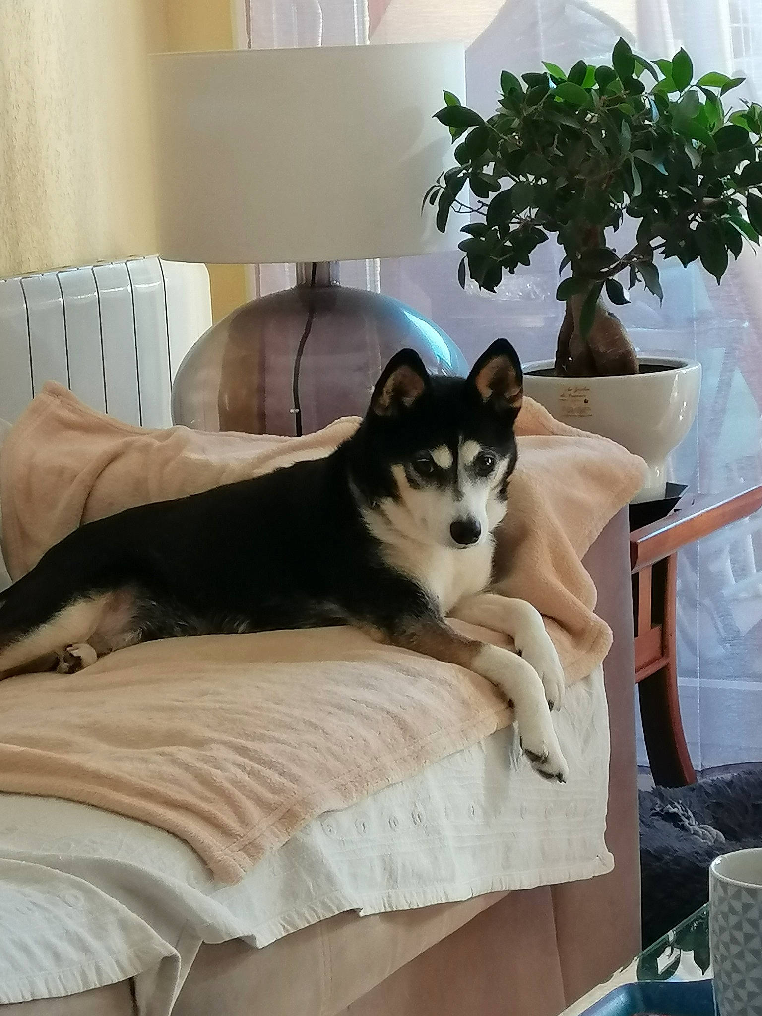 Talya participe au concours pour gagner de l'argent avec cette photo : carnivore, cat, comfort, companion_dog, couch, dog_breed, domestic_short_haired_cat, felidae, flowerpot, fur, hardwood, houseplant, interior_design, pet_supply, plant, room, small_to_medium_sized_cats, tail, whiskers, wood