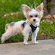 Bailey is registered to the contest to win money with this photo: dog, small_dog, fluffy, white_fur, black_nose, ears_up, harness, sidewalk, grass, outdoor, tree_trunk, pet, cute, animal, standing, portrait, nature, daylight, young_dog, canine