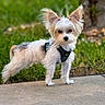 animal, black_nose, canine, cute, daylight, dog, ears_up, fluffy, grass, harness, nature, outdoor, pet, portrait, sidewalk, small_dog, standing, tree_trunk, white_fur, young_dog