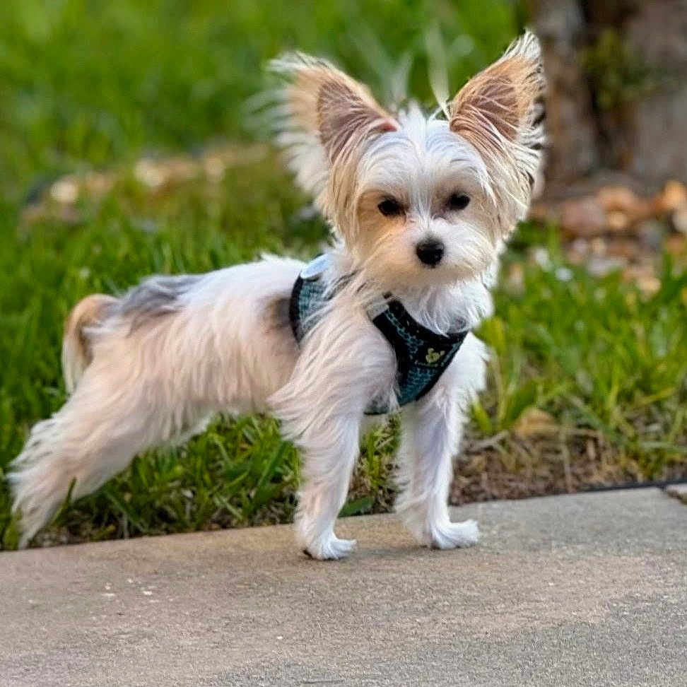 Bailey