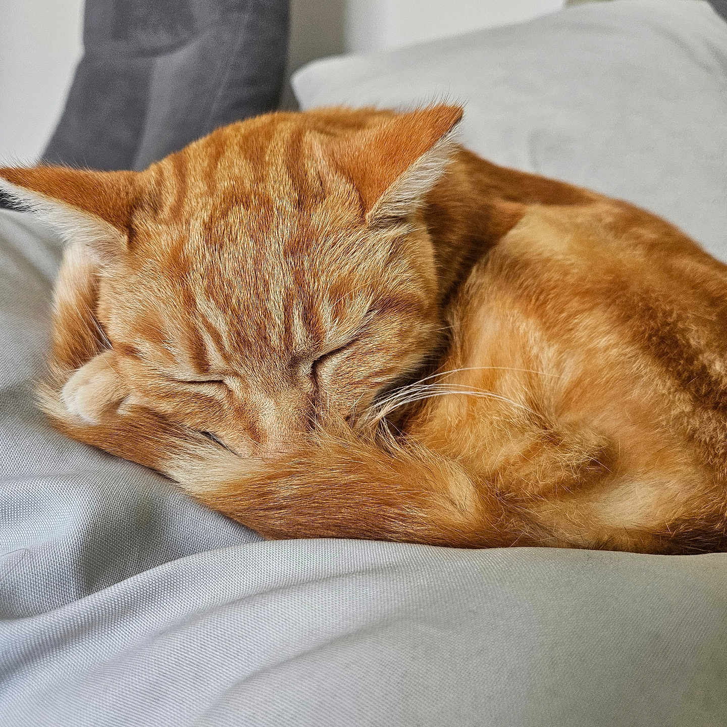 Filou participe au concours pour gagner de l'argent avec cette photo : abyssinian, animal, bed, bedroom, blanket, cat, couch, cushion, furniture, hardwood, homedecor, indoors, interiordesign, kitten, manx, person, pet, room, sleeping, wood