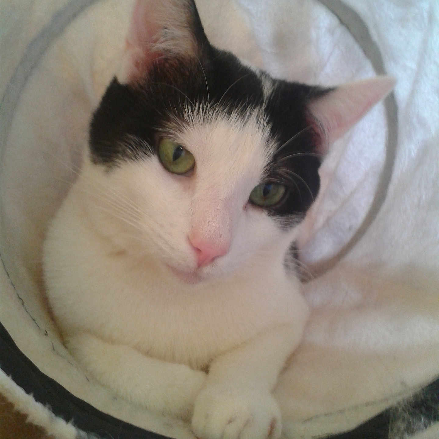 Braillou