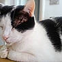 cat, sleeping_cat, black_and_white, close_up, whiskers, ear, paw, fur, indoor, pet, portrait, nap, cozy, feline, muzzle, nose, domestic_cat, relaxed, loaf, closeup