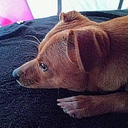 Lil Dude is registered to the contest to win money with this photo: dog, brown_dog, pet, lying_down, close_up, paw, resting, indoor, cozy, fur, animal, canine, side_view, looking_away, quiet, calm, soft_light, texture, black_surface, domestic_animal