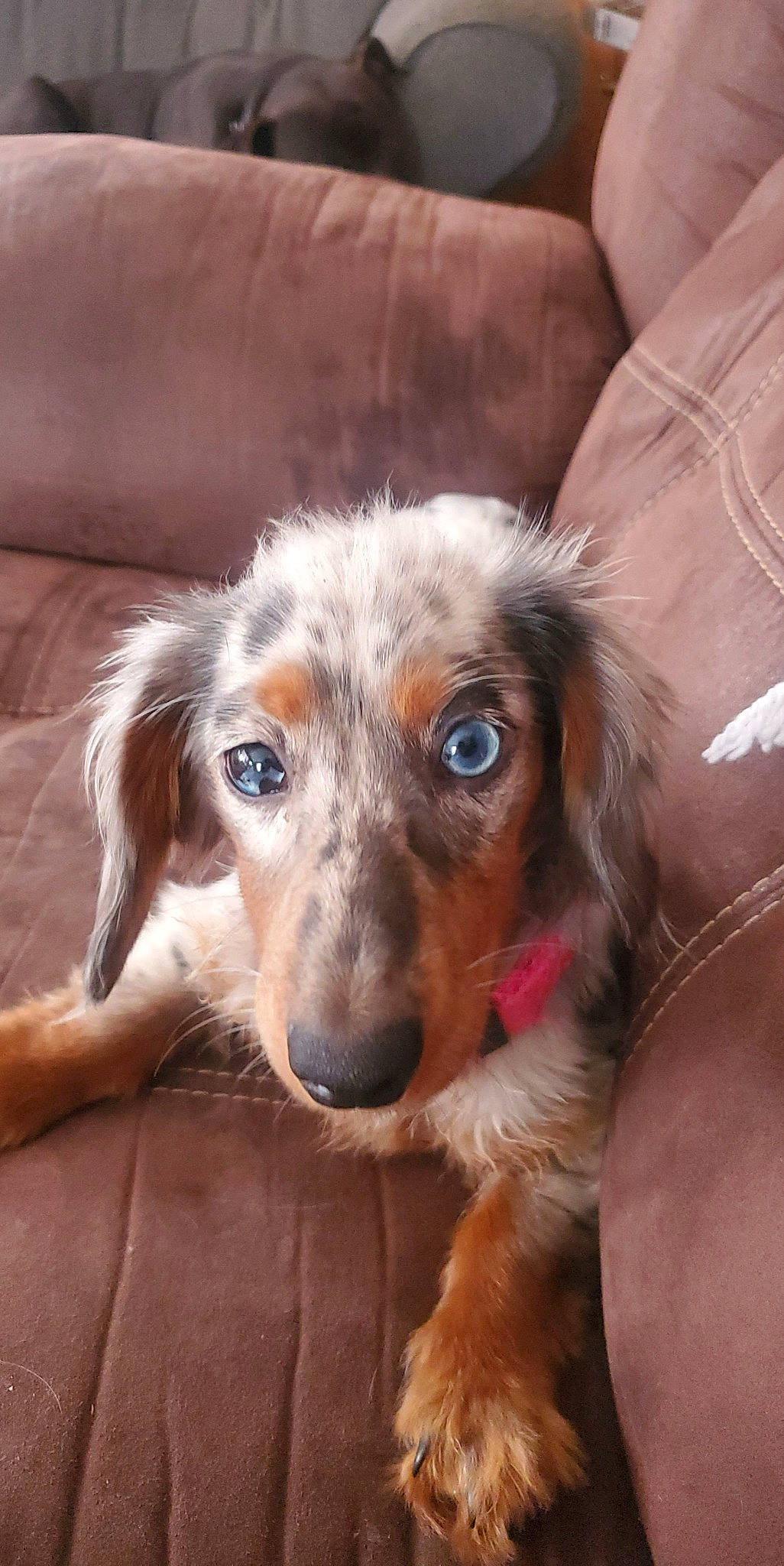 Trouble joined the competition — help win amazing prizes! canidae, carnivore, comfort, companion_dog, couch, dog, dog_breed, ear, fur, laptop, liver, sleeper_chair, snout, sporting_group, terrestrial_animal, whiskers