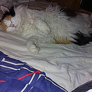 Nougatine a rejoint le concours — aidez-le/la à gagner de superbes lots ! cat, calico_cat, fluffy, sleeping, sleepy, relaxed, belly_up, pet, feline, long_hair, white_fur, orange_patches, black_patches, pink_nose, bed, blanket, bedding, bedroom, cozy, indoor