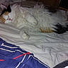 cat, calico_cat, fluffy, sleeping, sleepy, relaxed, belly_up, pet, feline, long_hair, white_fur, orange_patches, black_patches, pink_nose, bed, blanket, bedding, bedroom, cozy, indoor