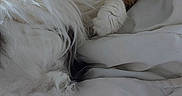 Nougatine participe au concours pour gagner de l'argent avec cette photo : cat, sleeping, fluffy, white_cat, orange_cat, long_hair, pet, animal, bed, bedroom, blanket, bedding, cozy, indoors, relaxed, upside_down, paws, whiskers, portrait, cute