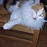 Nougatine participe au concours pour gagner de l'argent avec cette photo : cat, calico, fluffy, long_hair, pet, animal, feline, white_fur, orange_fur, black_fur, tongue_out, glowing_eyes, sitting, lounging, wooden_chair, indoor, floor, furniture, portrait, flash_photography