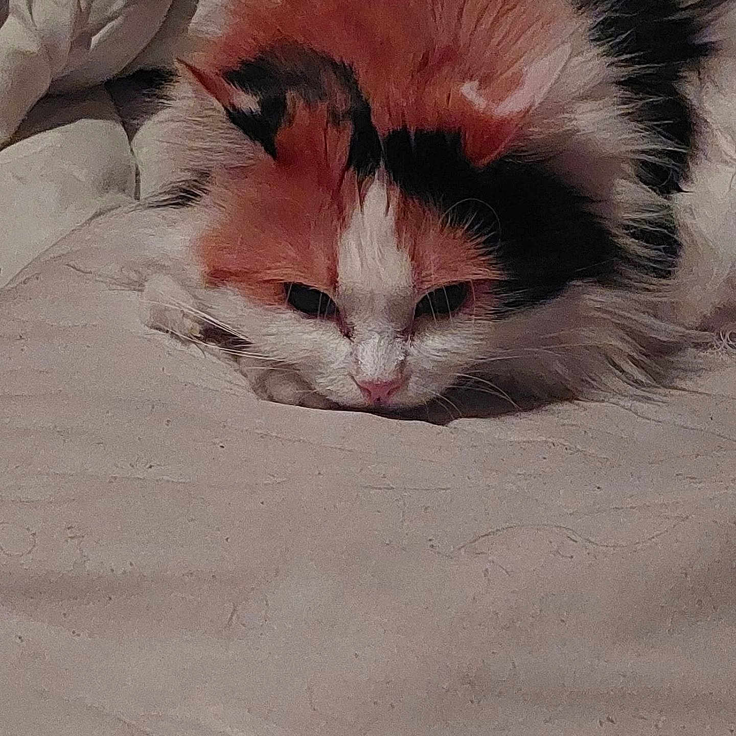 Nougatine participe au concours pour gagner de l'argent avec cette photo : cat, calico_cat, sleeping, sleepy, furry, pet, animal, face, whiskers, nose, eyes, black_and_white, orange_fur, bed, blanket, bedding, indoors, close_up, relaxed, grumpy