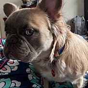 Toby is registered to the contest to win money with this photo: attentive, bed, blanket, bulldog, closeup, collar, curious, dog, domestic_animal, ear, eyes, face, fur, indoor, nose, pet, portrait, small_dog, tag, whiskers
