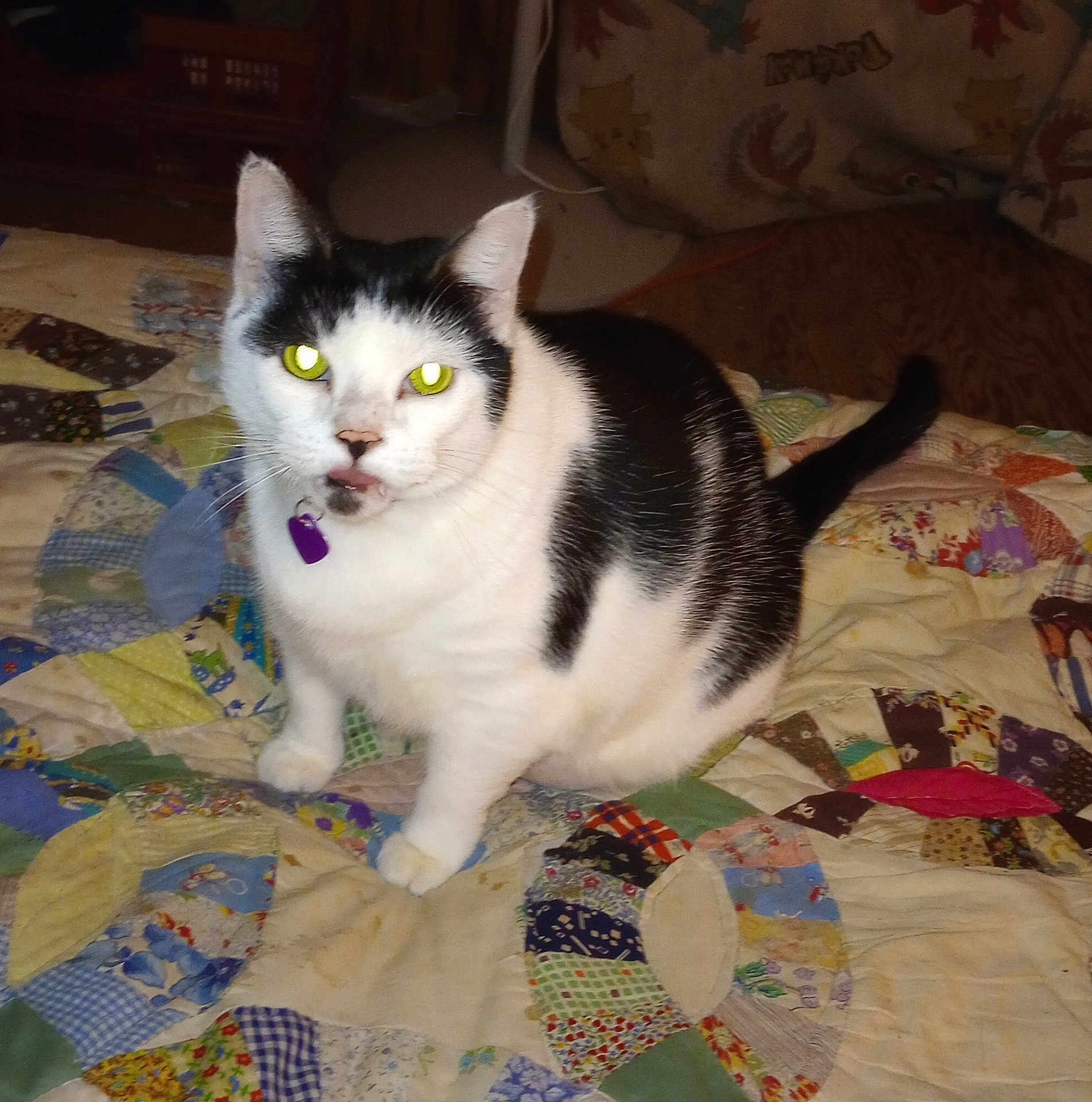 Frayja Cunningham joined the competition — help win amazing prizes! cat, black_and_white, patchwork_quilt, bed, indoor, feline, pet, animal, fur, whiskers, tail, collar, purple_tag, domestic, cute, sitting, eyes_glowing, flash, quilt, home