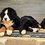 Roman is registered to the contest to win money with this photo: bernese_mountain_dog, puppies, dog, canine, pets, resting, doorway, stone, fur, black, white, brown, paws, cute, animal, outdoor, young, sleepy, fluffy, tricolor