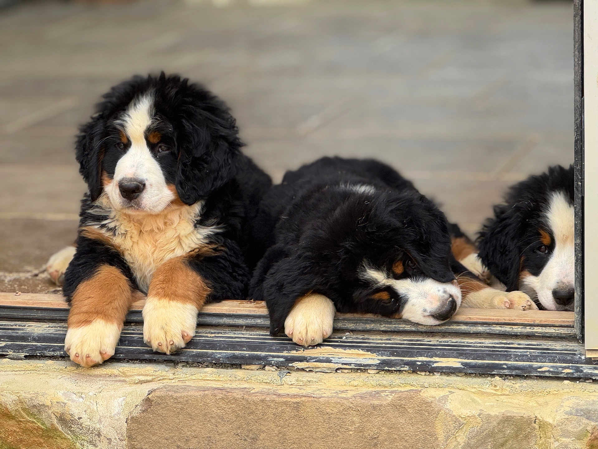 Roman is registered to the contest to win money with this photo: bernese_mountain_dog, puppies, dog, canine, pets, resting, doorway, stone, fur, black, white, brown, paws, cute, animal, outdoor, young, sleepy, fluffy, tricolor