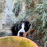 Roman joined the competition — help win amazing prizes! dog, puppy, plant, pot, clay_pot, stone_wall, outdoor, greenery, curious, peeking, nature, garden, fur, face, eyes, nose, brown, black, white, closeup