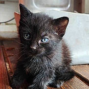 Bub is registered to the contest to win money with this photo: animal, background_blur, black_cat, blue_eyes, close_up, curious, cute, domestic, ears, feline, fur, household, indoor, kitten, pet, sitting, small, whiskers, wooden_floor, young