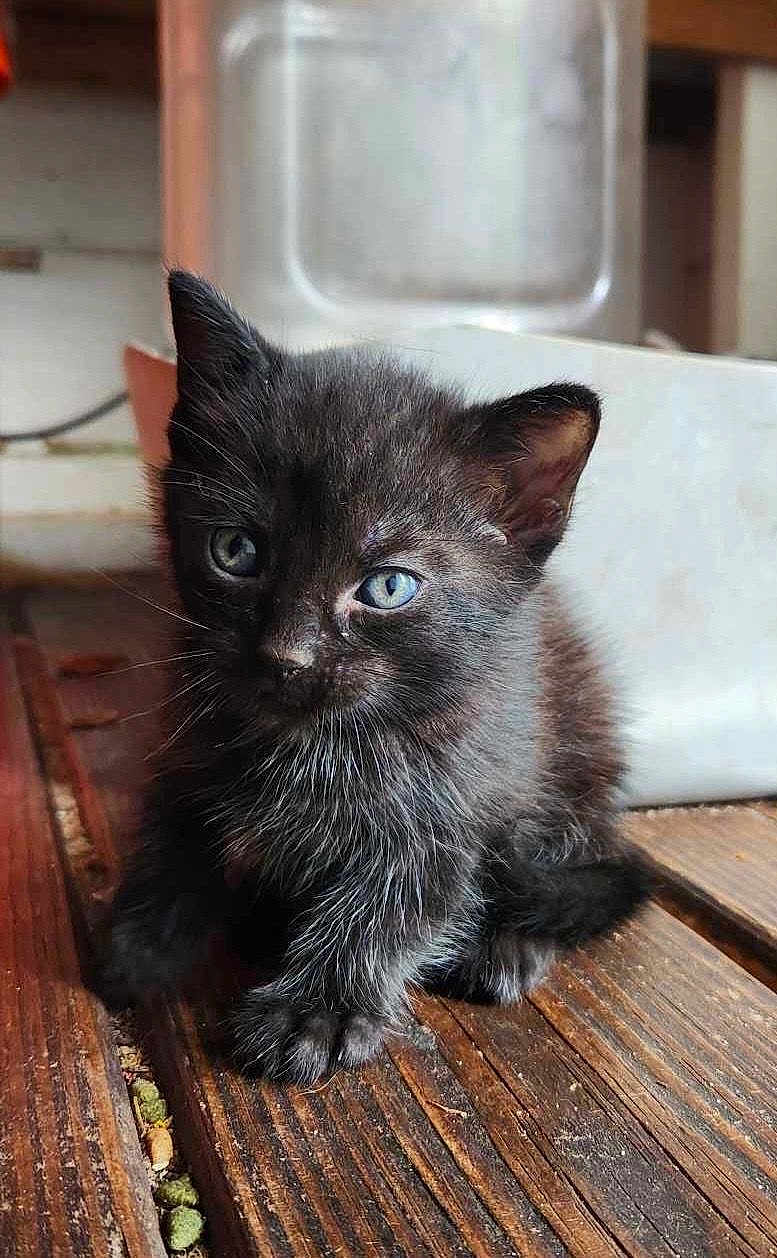 Bub