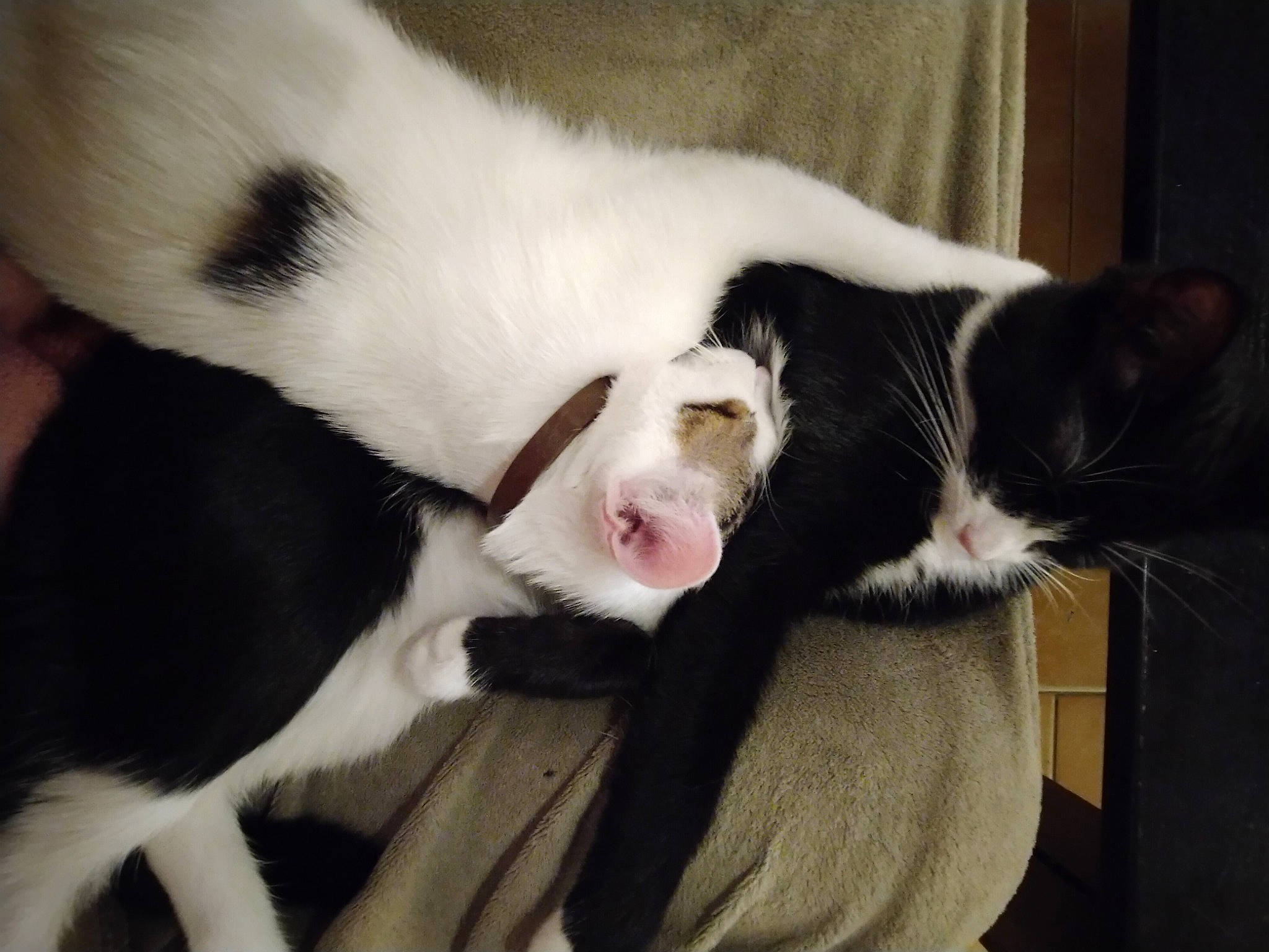 Goyave participe au concours pour gagner de l'argent avec cette photo : canidae, carnivore, cat, claw, comfort, dog_breed, domestic_short_haired_cat, ear, fang, felidae, formal_wear, fur, mammal, paw, small_to_medium_sized_cats, snout, tail, vertebrate, whiskers