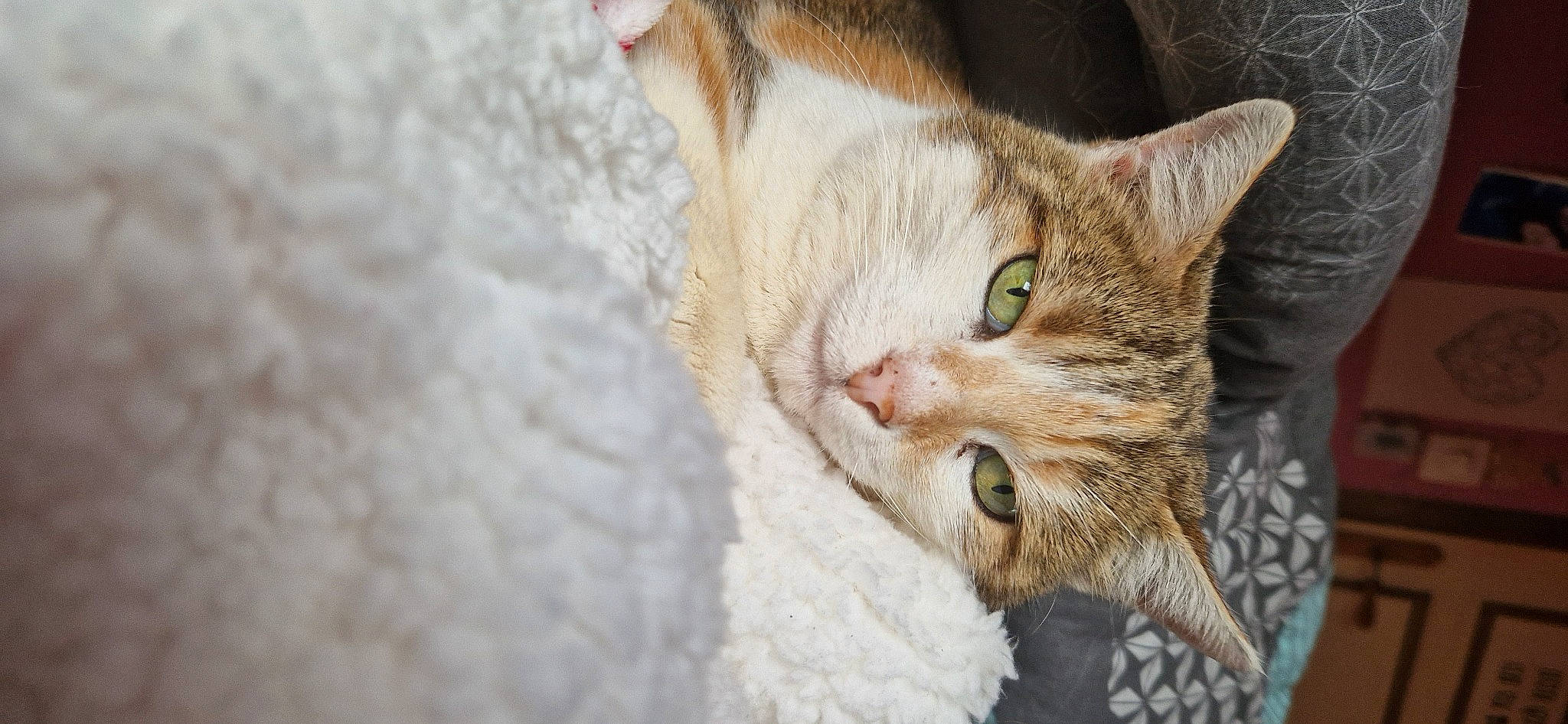 Frimousse participe au concours pour gagner de l'argent avec cette photo : carnivore, cat, claw, domestic_short_haired_cat, fawn, felidae, fur, grass, paw, photo_caption, small_to_medium_sized_cats, snout, tail, tree, whiskers, wildlife, window, wood