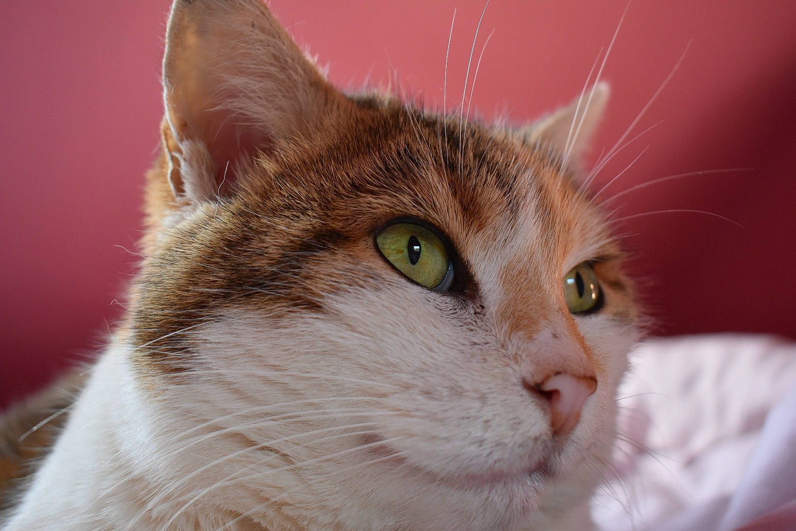 Frimousse a rejoint le concours — aidez-le/la à gagner de superbes lots ! carnivore, cat, close_up, domestic_short_haired_cat, ear, fang, fawn, felidae, fur, iris, pet_supply, small_to_medium_sized_cats, snout, terrestrial_animal, whiskers, wildlife