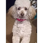 Princess is registered to the contest to win money with this photo: background_objects, carpet_floor, cute, dog, dog_tag, fluffy_fur, indoor, looking_at_camera, paws, pet, phone_ui, pink_collar, poodle, portrait_orientation, rounded_corners, screenshot, shoe_rack, standing, timestamp, white_poodle