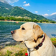 Soho participe au concours pour gagner de l'argent avec cette photo : dog, golden_retriever, labrador, collar, water, lake, mountain, grass, outdoor, pet, animal, nature, sky, cloud, summer, landscape, side_view, canine, calm, daytime