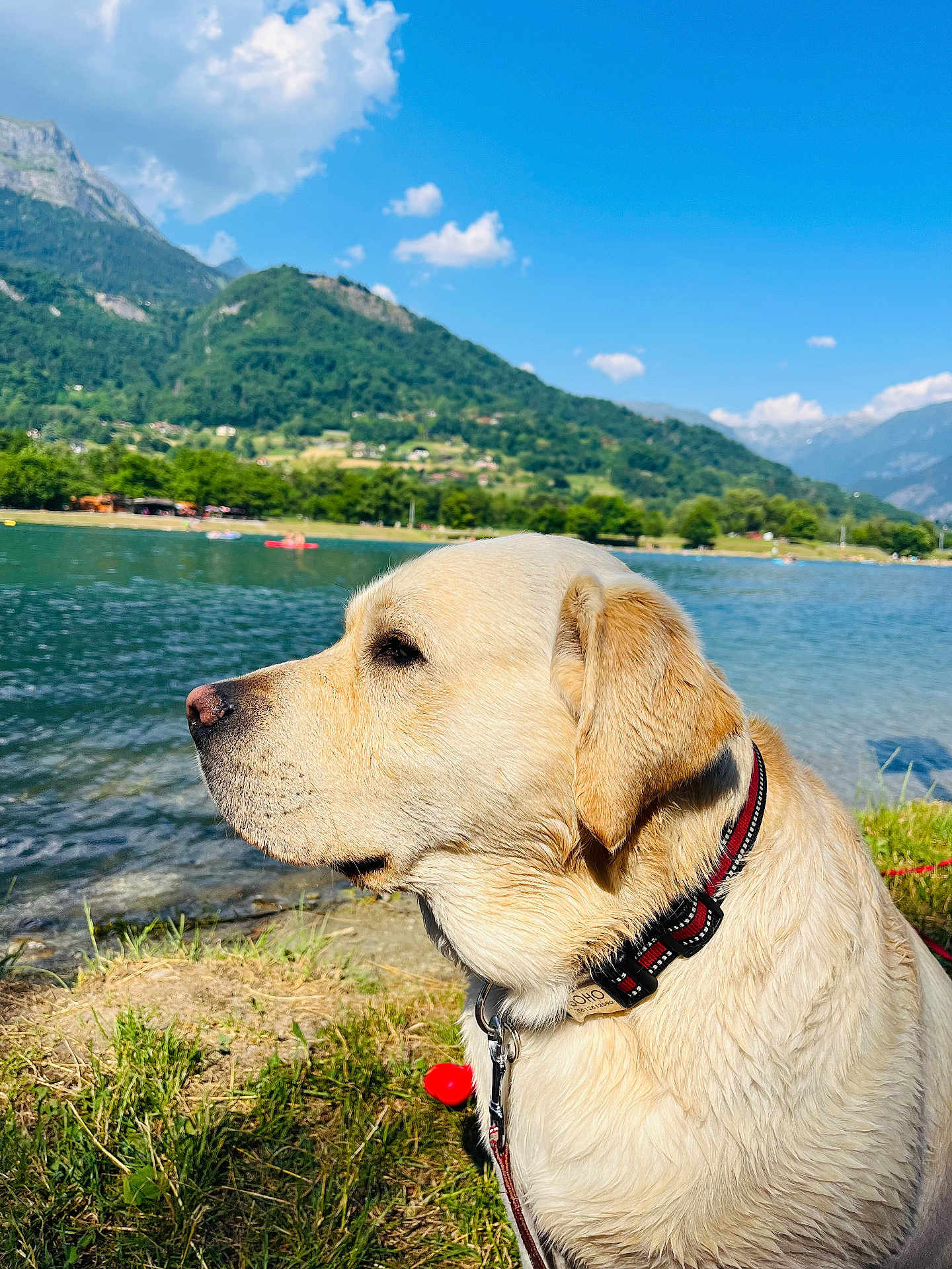Soho participe au concours pour gagner de l'argent avec cette photo : dog, golden_retriever, labrador, collar, water, lake, mountain, grass, outdoor, pet, animal, nature, sky, cloud, summer, landscape, side_view, canine, calm, daytime