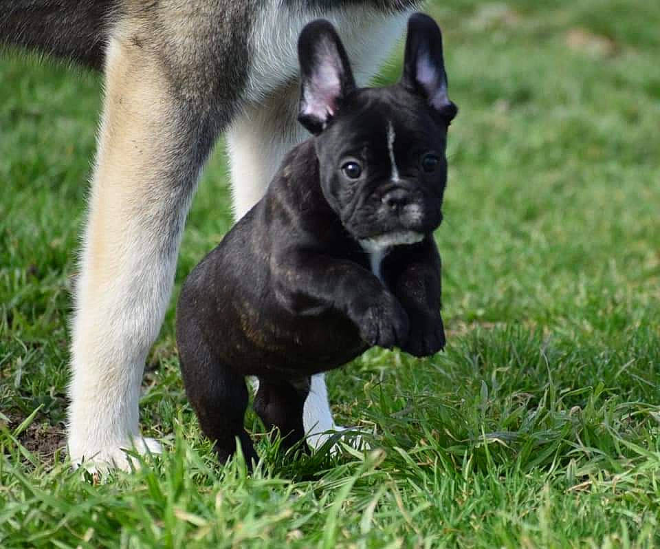 Railey a rejoint le concours — aidez-le/la à gagner de superbes lots ! ancient_dog_breeds, art, bulldog, canidae, carnivore, companion_dog, dog, dog_breed, ear, eye, fawn, grass, non_sporting_group, pug, puppy, snout, sporting_group, terrestrial_animal, toy_dog, working_animal
