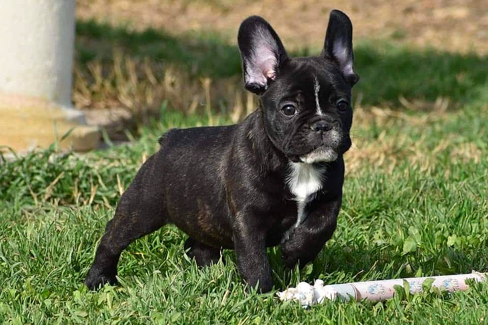 Railey a rejoint le concours — aidez-le/la à gagner de superbes lots ! ancient_dog_breeds, bulldog, canidae, carnivore, companion_dog, dog, dog_breed, ear, eye, fawn, grass, non_sporting_group, plant, puppy, snout, sporting_group, terrestrial_animal, toy_dog, whiskers, working_animal