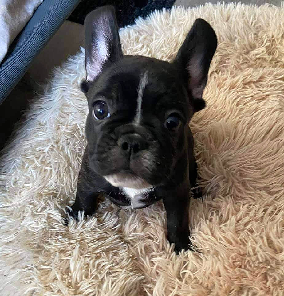 Railey a rejoint le concours — aidez-le/la à gagner de superbes lots ! bulldog, carnivore, collar, companion_dog, dog, dog_breed, dog_collar, ear, fawn, french_bulldog, fur, grass, molosser, pug, snout, terrestrial_animal, toy_dog, whiskers, working_animal, wrinkle