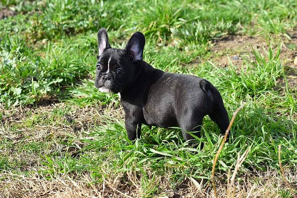 Railey a rejoint le concours — aidez-le/la à gagner de superbes lots ! canidae, carnivore, companion_dog, dog, dog_breed, fawn, grass, grassland, groundcover, hunting_dog, non_sporting_group, plant, snout, sporting_group, tail, terrestrial_animal, terrier, toy_dog, working_animal