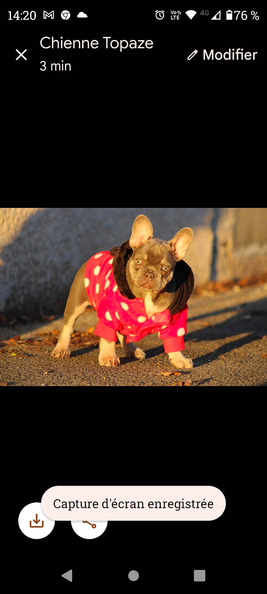 Ultimate a rejoint le concours — aidez-le/la à gagner de superbes lots ! animal_figure, art, carmine, carnivore, darkness, dog_breed, domestic_pig, entertainment, event, fawn, figurine, magenta, snout, soil, suidae, terrestrial_animal, toy, toy_dog, wood, working_animal