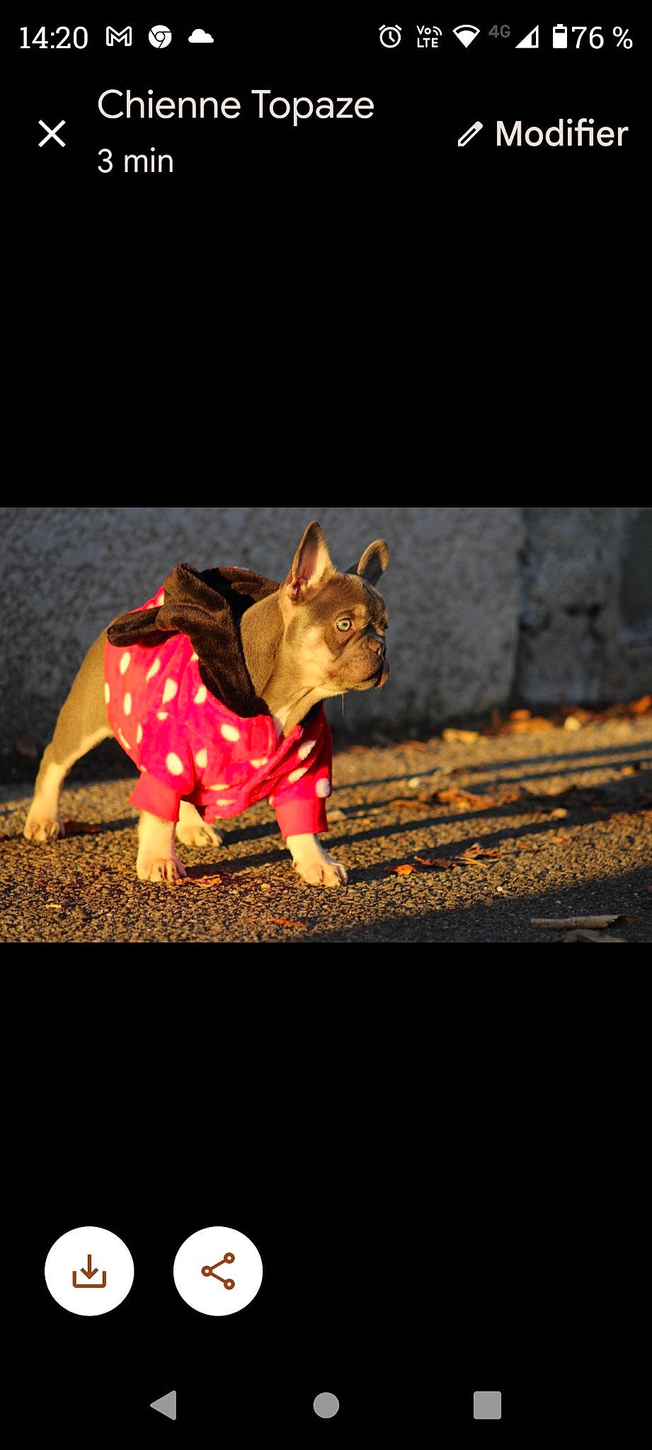 Ultimate participe au concours pour gagner de l'argent avec cette photo : art, canidae, carmine, carnivore, darkness, dog_breed, event, fawn, felidae, grass, magenta, night, shadow, small_to_medium_sized_cats, tail, terrestrial_animal, tints_and_shades, toy, whiskers, wood