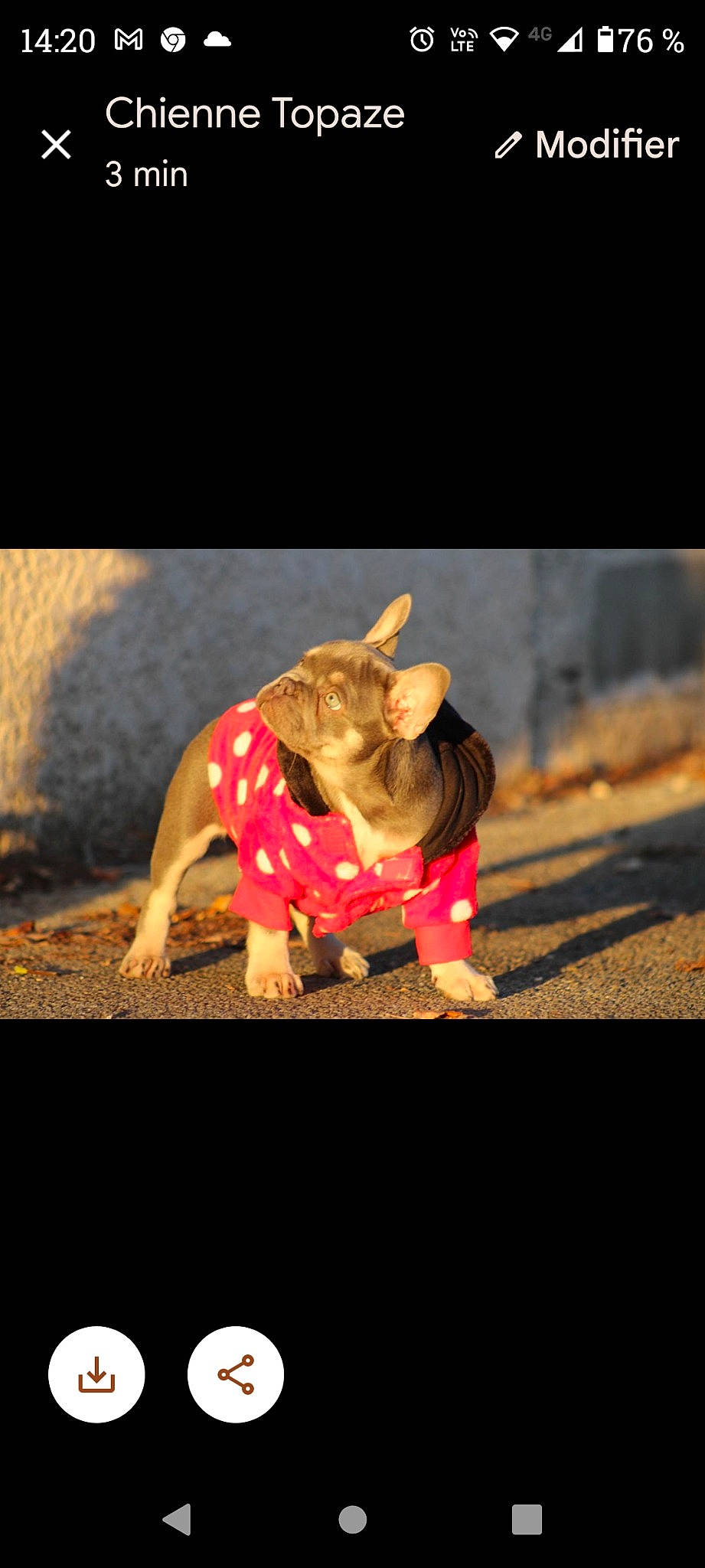 Ultimate participe au concours pour gagner de l'argent avec cette photo : art, canidae, carmine, carnivore, companion_dog, darkness, dog_breed, entertainment, event, fawn, flash_photography, grass, magenta, performance_art, performing_arts, snout, sporting_group, terrestrial_animal, toy, working_animal