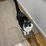 Shmoo joined the competition — help win amazing prizes! cat, black_and_white, pet, indoor, wooden_floor, rug, curious, looking_up, animal, feline, tail_up, ears_up, whiskers, domestic_cat, flooring, home, wall, floor_rug, mammal, cute