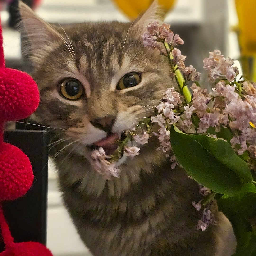 Cosmo