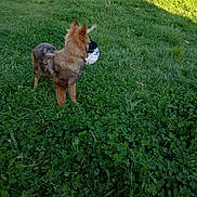 Aïko a rejoint le concours — aidez-le/la à gagner de superbes lots ! animal, ball, brown_dog, canine, clover, dog, field, fur, garden, grass, meadow, outdoors, pet, photography, playing, shadow, side_view, soccer_ball, standing, sunlight