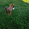 animal, ball, brown_dog, canine, clover, dog, field, fur, garden, grass, meadow, outdoors, pet, photography, playing, shadow, side_view, soccer_ball, standing, sunlight