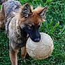 Aïko a rejoint le concours — aidez-le/la à gagner de superbes lots ! animal, ball, black_muzzle, brown_fur, canine, closeup, dog, field, grass, greenery, nature, outdoor, pet, playing, pointed_ears, portrait, puppy, scruffy, soccer_ball, standing