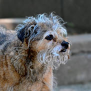 Stinky is registered to the contest to win money with this photo: animal, beard, brown_fur, canine, close_up, companion, curly_hair, cute, dog, friendly, furry, gray_fur, mammal, mustache, outdoor, pet, portrait, scruffy, side_view, whiskers
